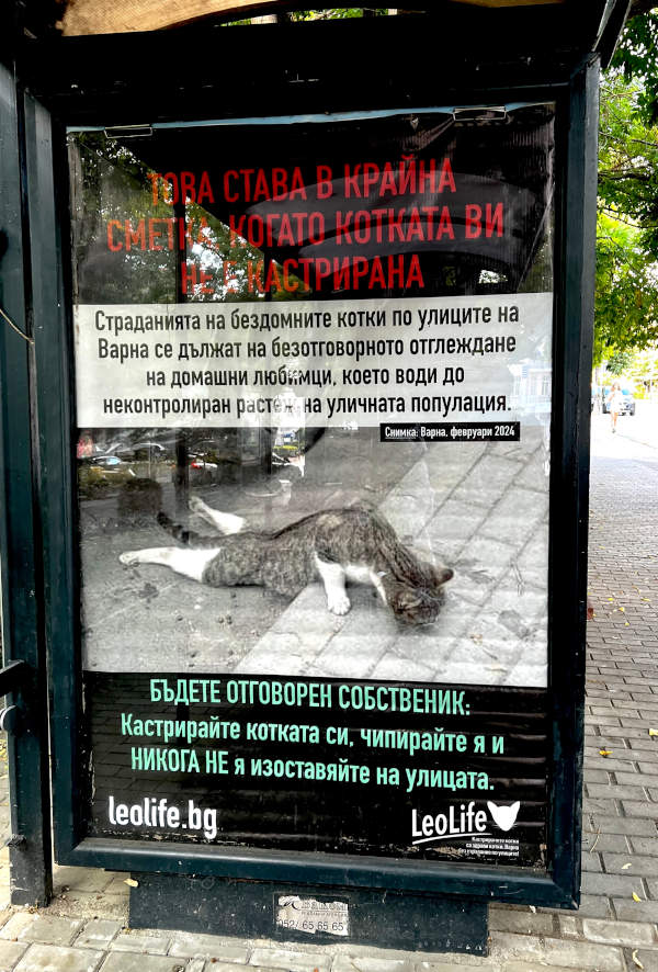 Снимка на билборд на ЛеоЛайф, показващ наранена котка с посланието че това е крайният резултат, ако Вашата котка не е кастрирана. Билбордът казва, че страданията на уличните котки във Варна са пряк резултат от безотговорното отглеждане на домашни любимци, което води до неконтролируем растеж на популацията. Призовава хората да бъдат отговорни стопани: да кастрират котките си, да ги чипират и никога да не ги изоставят на улицата.